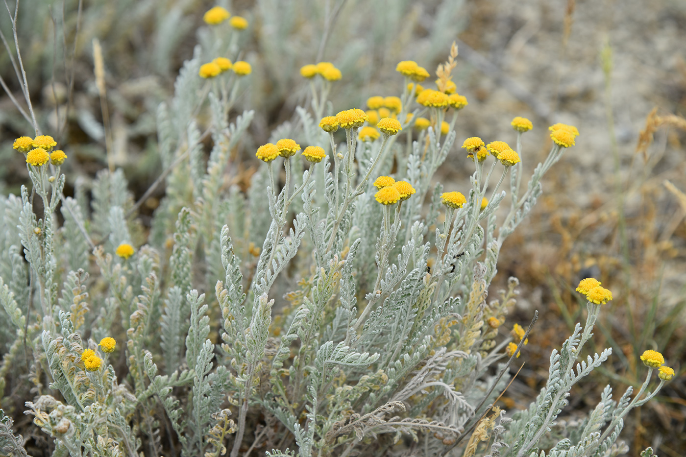 Изображение особи Tanacetum achilleifolium.