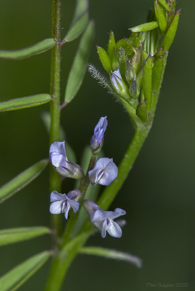 Изображение особи Vicia loiseleurii.