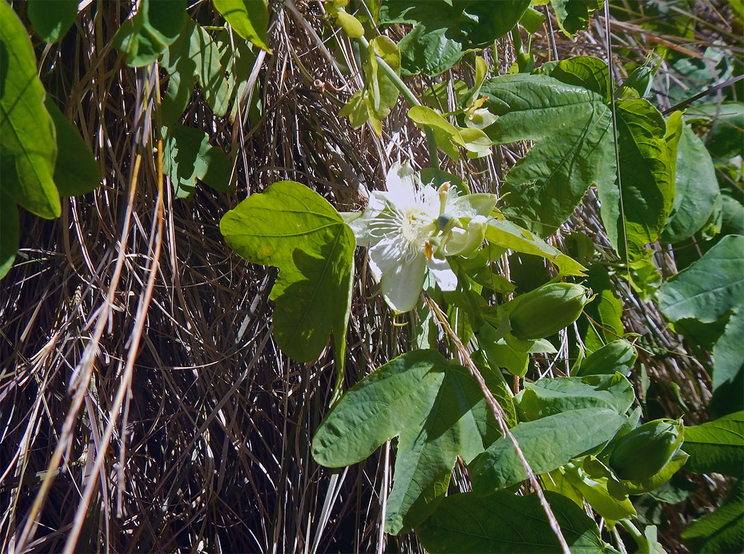 Изображение особи род Passiflora.