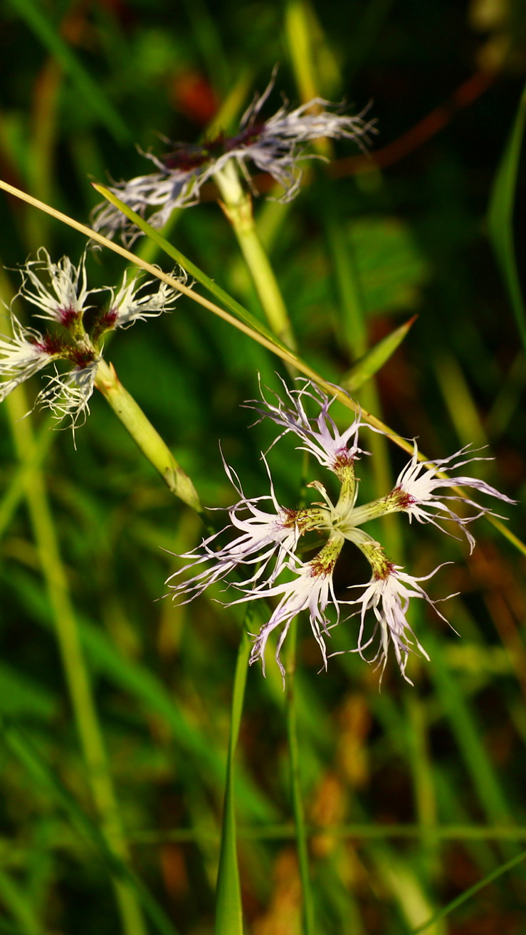 Изображение особи Dianthus superbus.