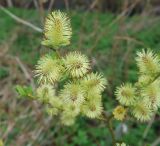 Salix myrsinifolia