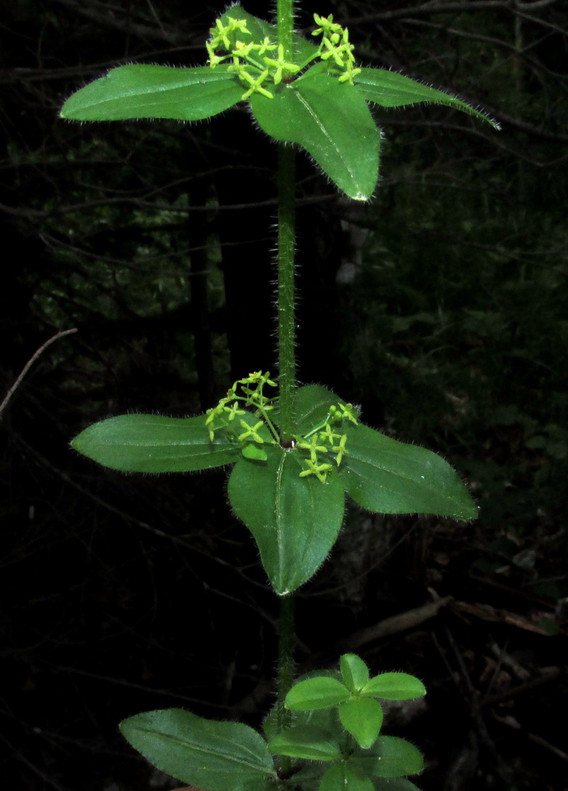 Изображение особи Cruciata laevipes ssp. sajanensis.