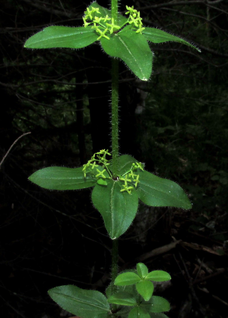 Image of Cruciata laevipes ssp. sajanensis specimen.