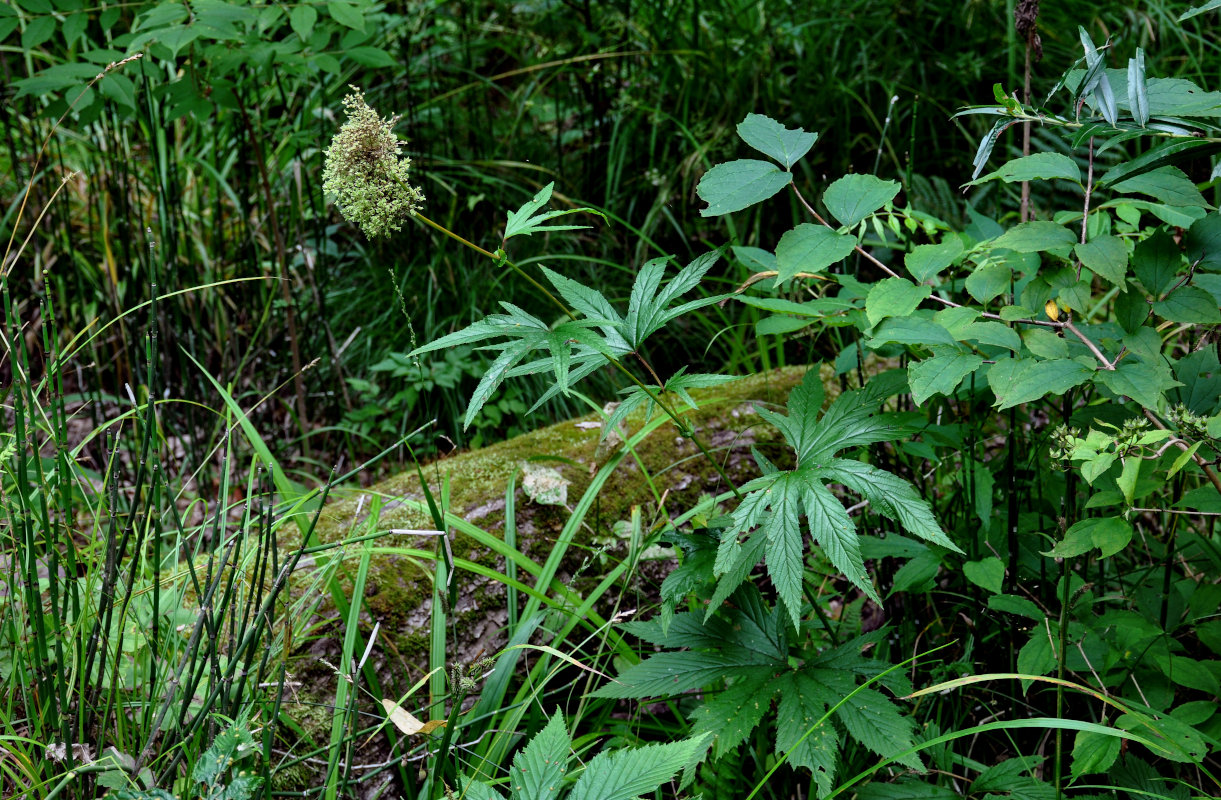 Image of Filipendula palmata specimen.