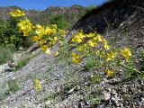 Hypericum elongatum