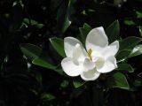 Magnolia grandiflora