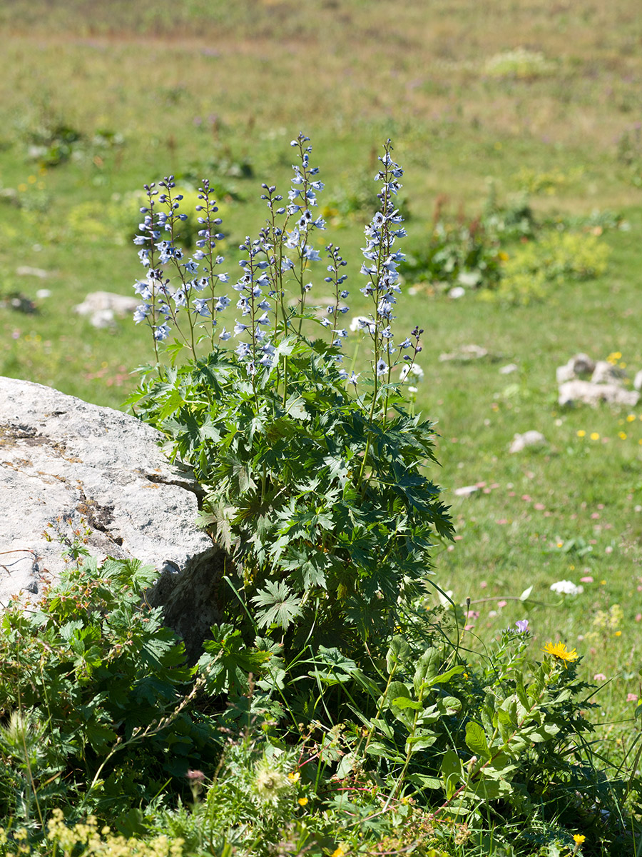 Image of Delphinium flexuosum specimen.