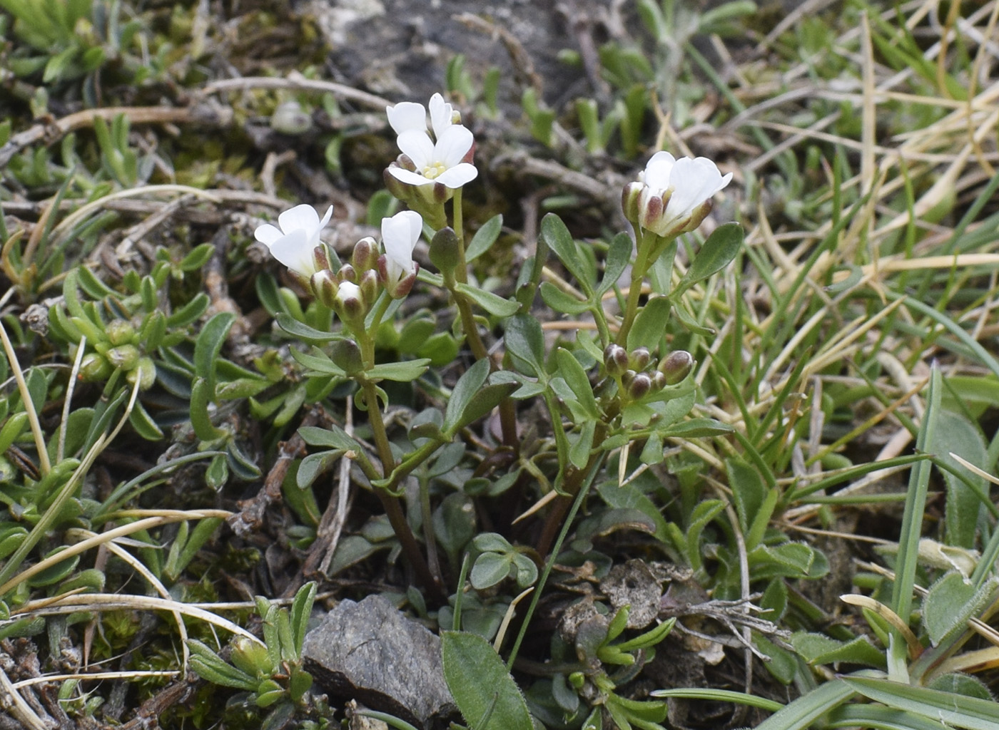 Image of Cardamine resedifolia specimen.