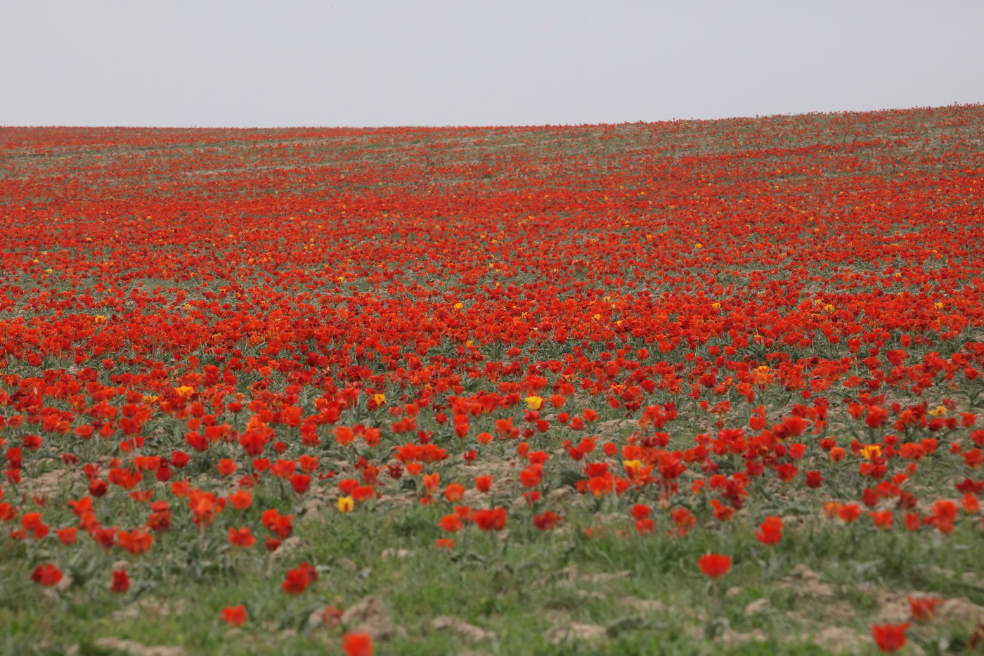 Изображение особи Tulipa greigii.