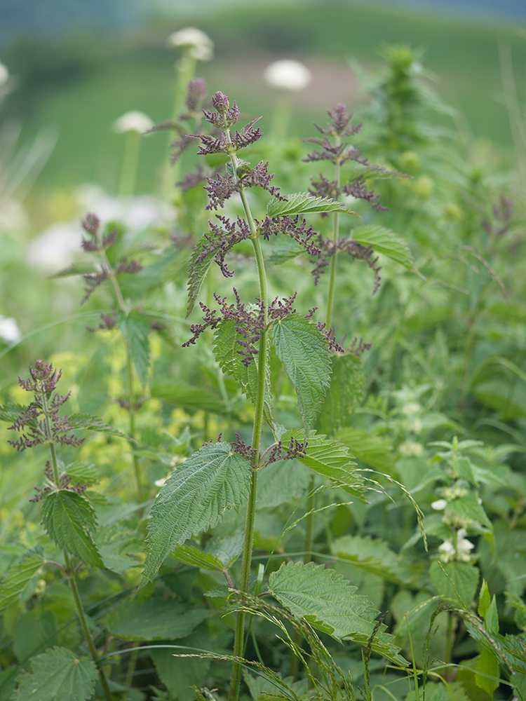 Image of Urtica dioica specimen.