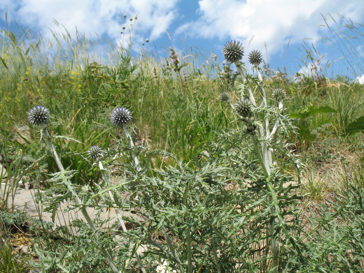 Изображение особи Echinops ruthenicus.