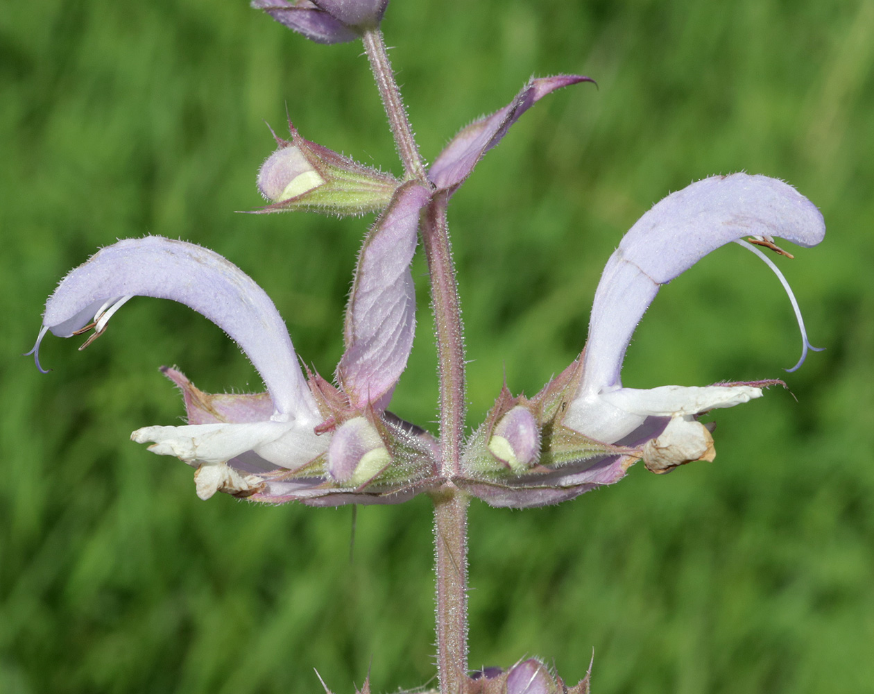 Image of Salvia sclarea specimen.