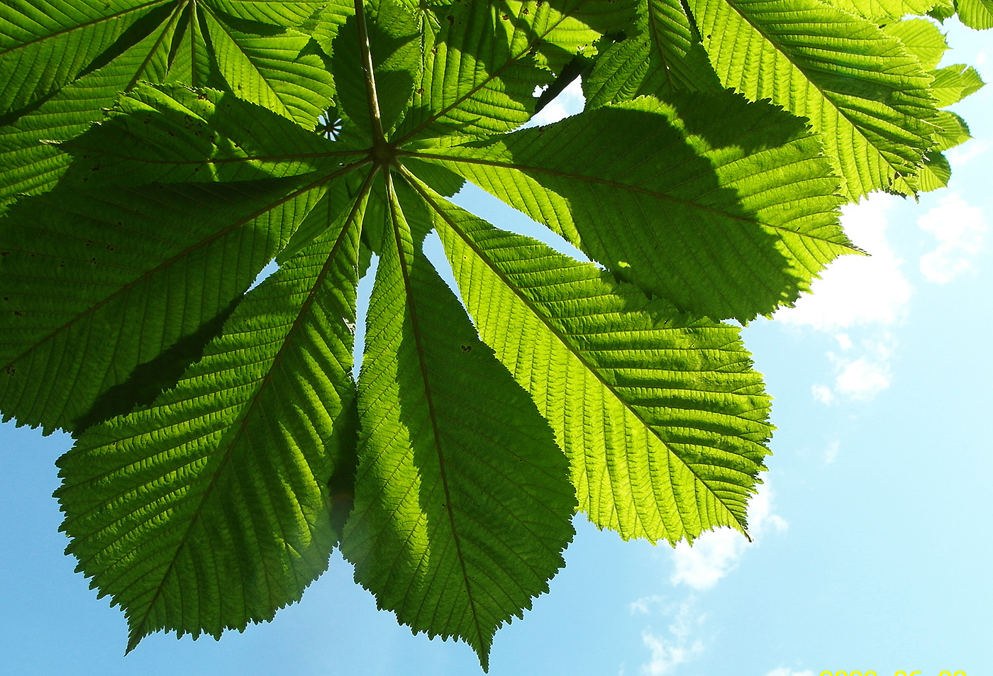 Изображение особи Aesculus hippocastanum.