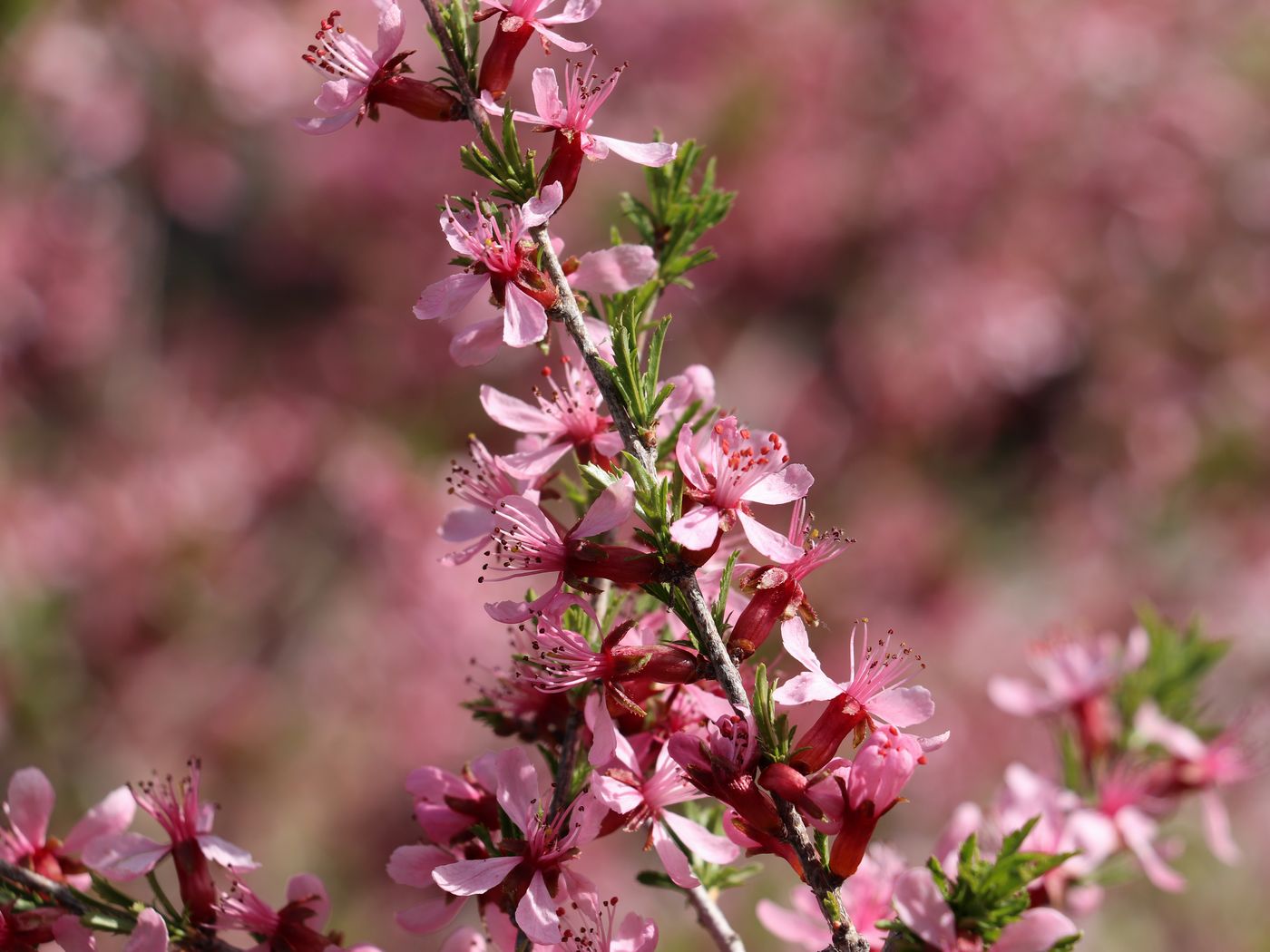 Изображение особи Amygdalus petunnikowii.