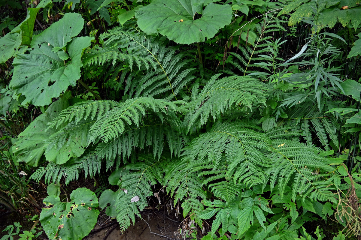 Изображение особи Athyrium monomachii.