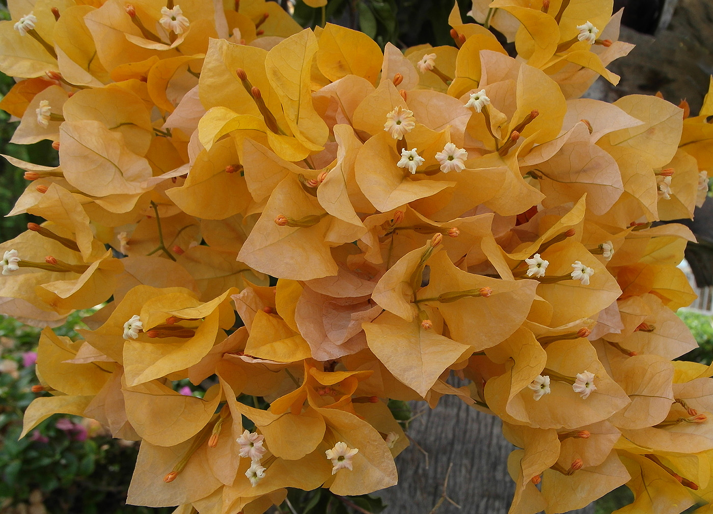 Изображение особи Bougainvillea glabra.