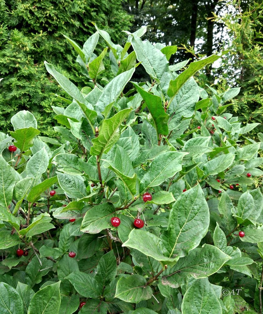 Image of Lonicera alpigena specimen.