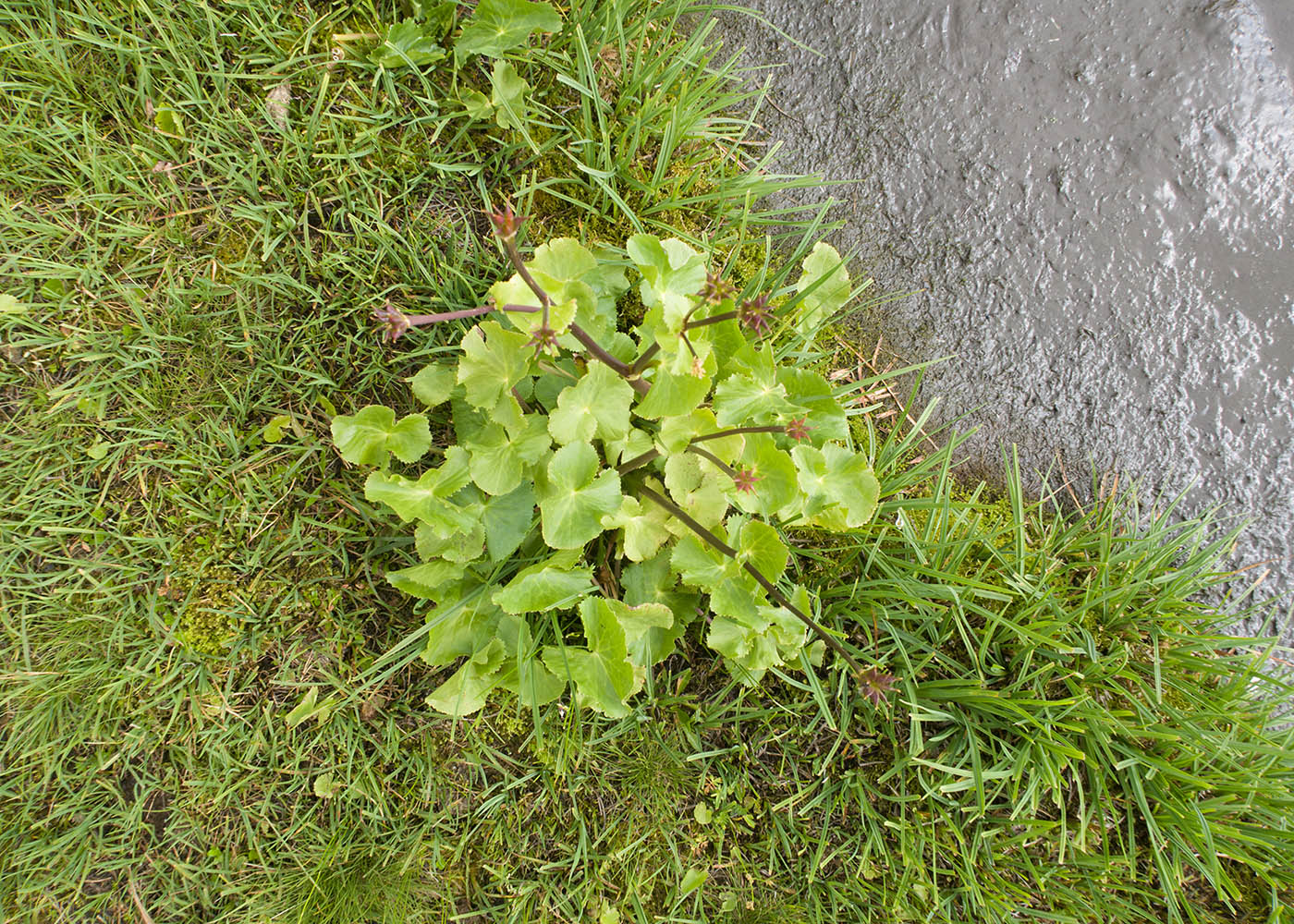 Image of Caltha polypetala specimen.