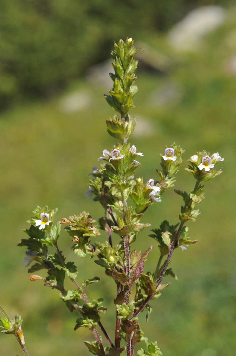 Изображение особи Euphrasia regelii.