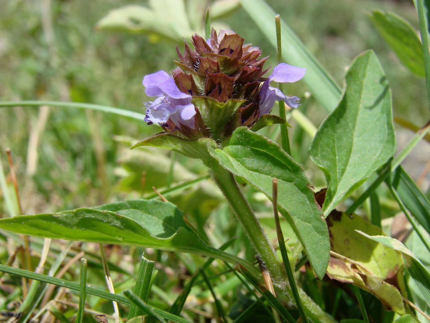 Изображение особи Prunella vulgaris.