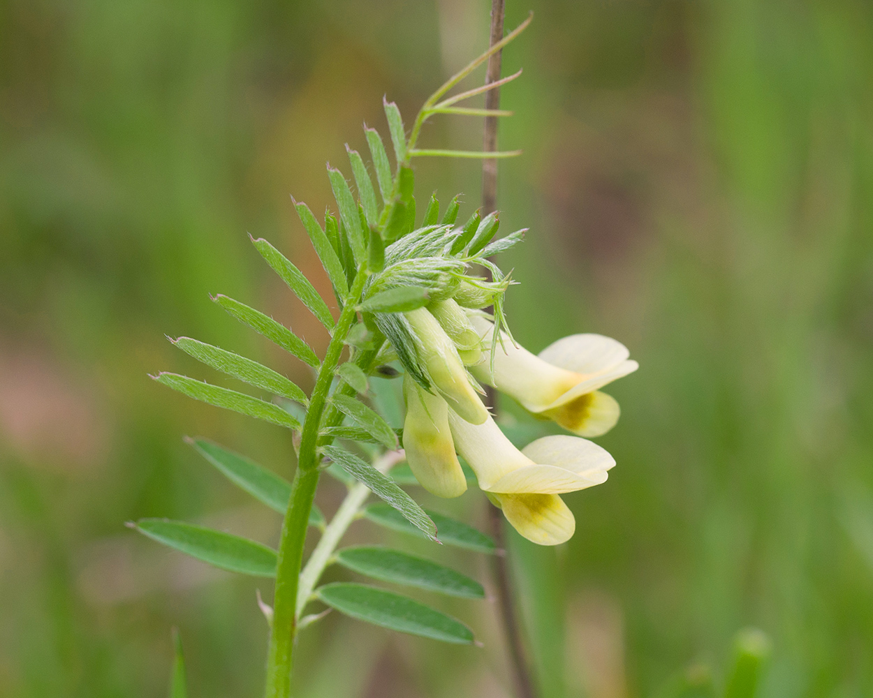 Image of Vicia grandiflora specimen.