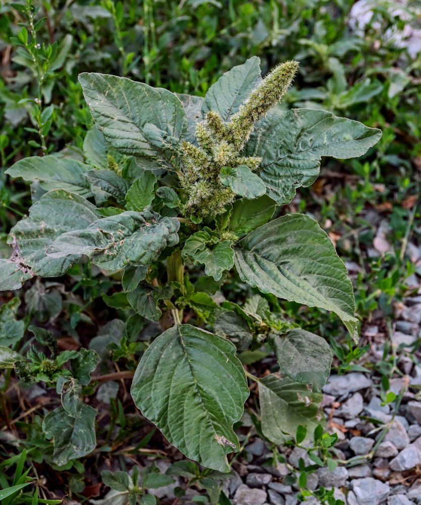 Изображение особи Amaranthus retroflexus.