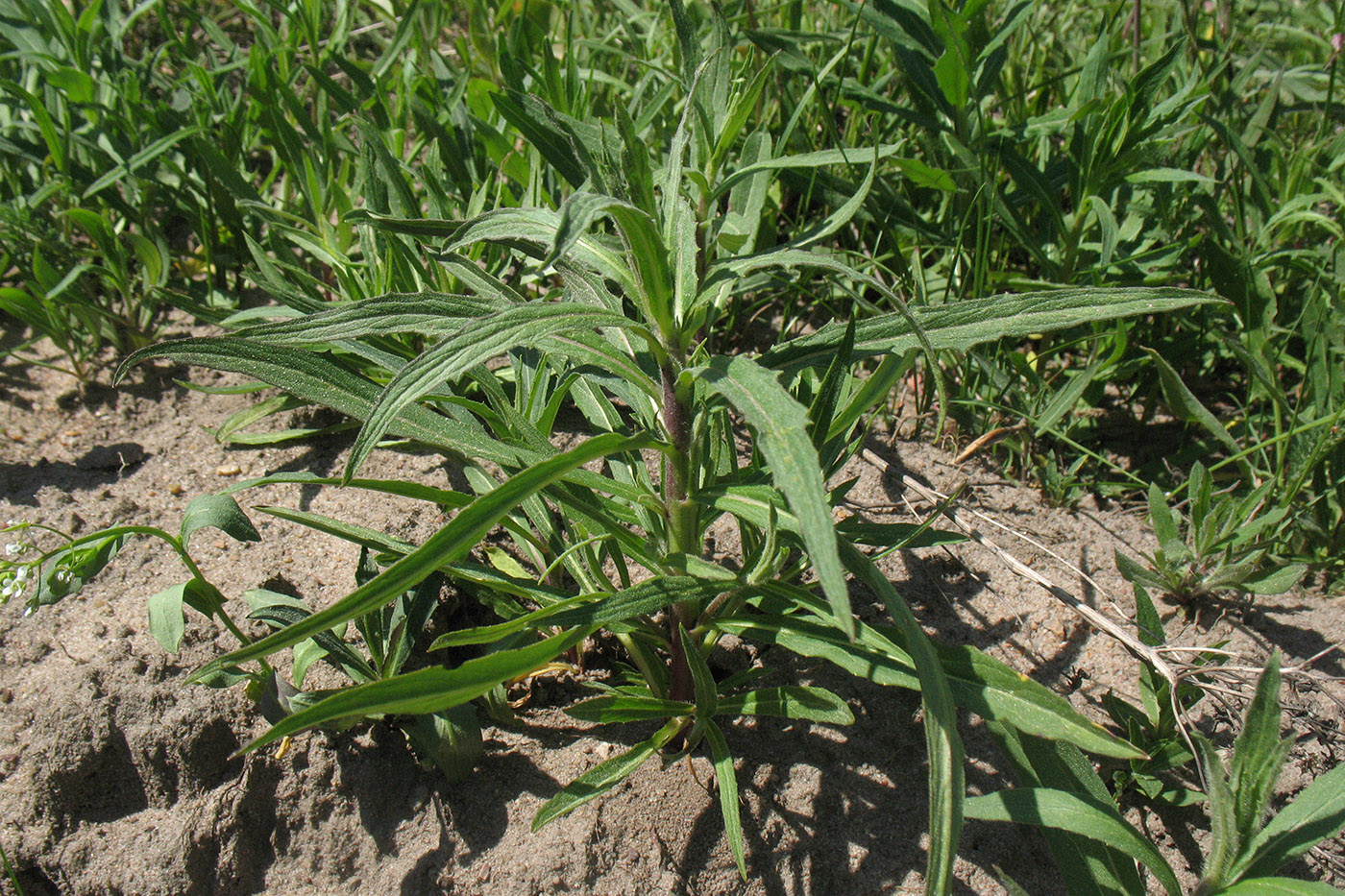 Image of Hieracium umbellatum specimen.