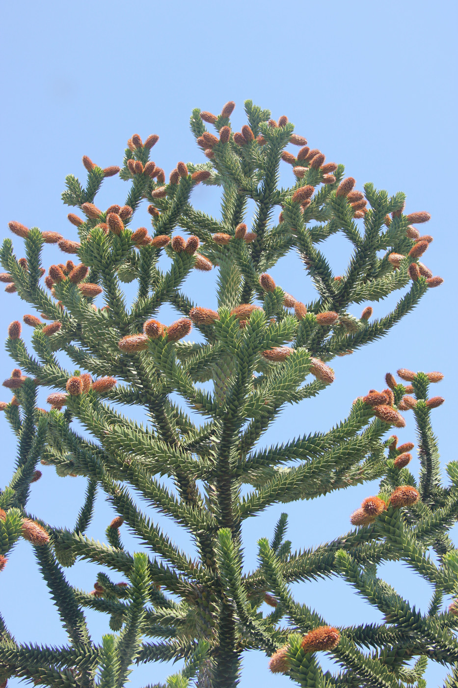 Изображение особи Araucaria araucana.