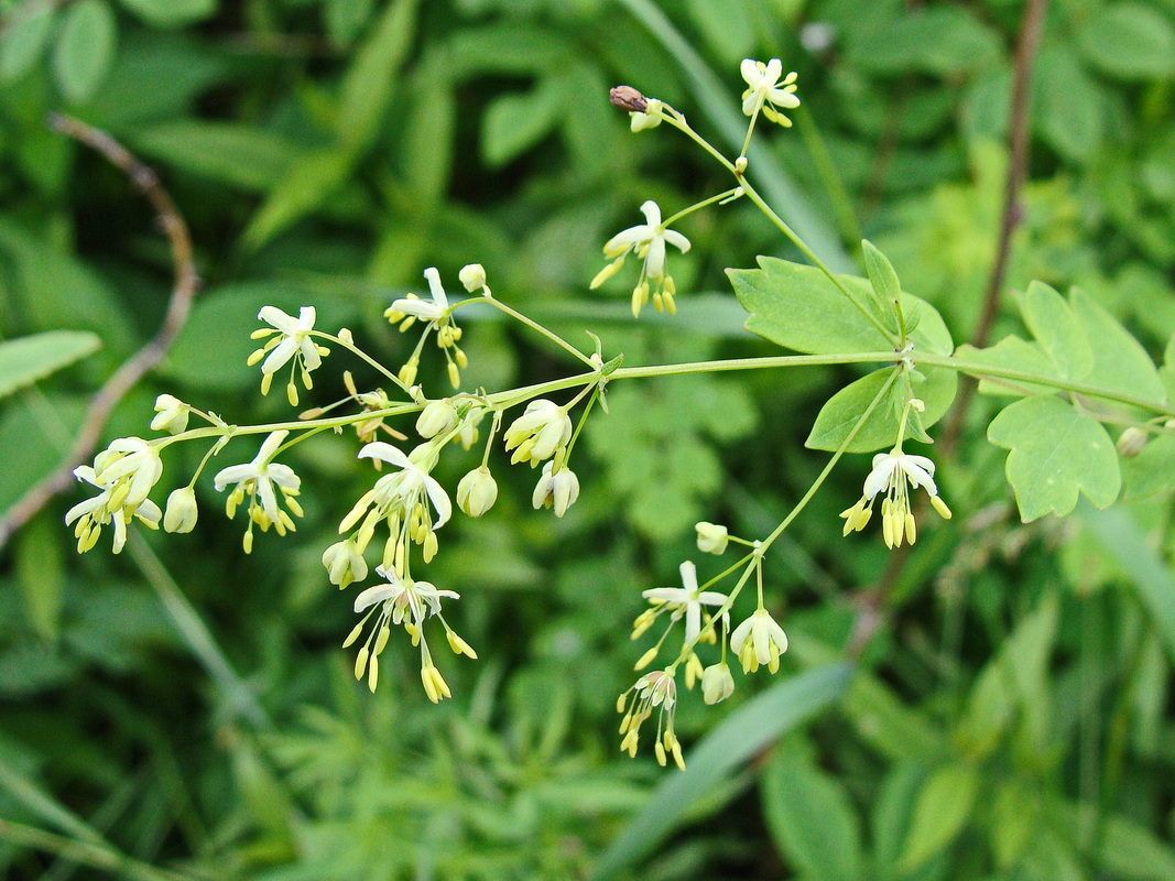 Image of Thalictrum minus specimen.