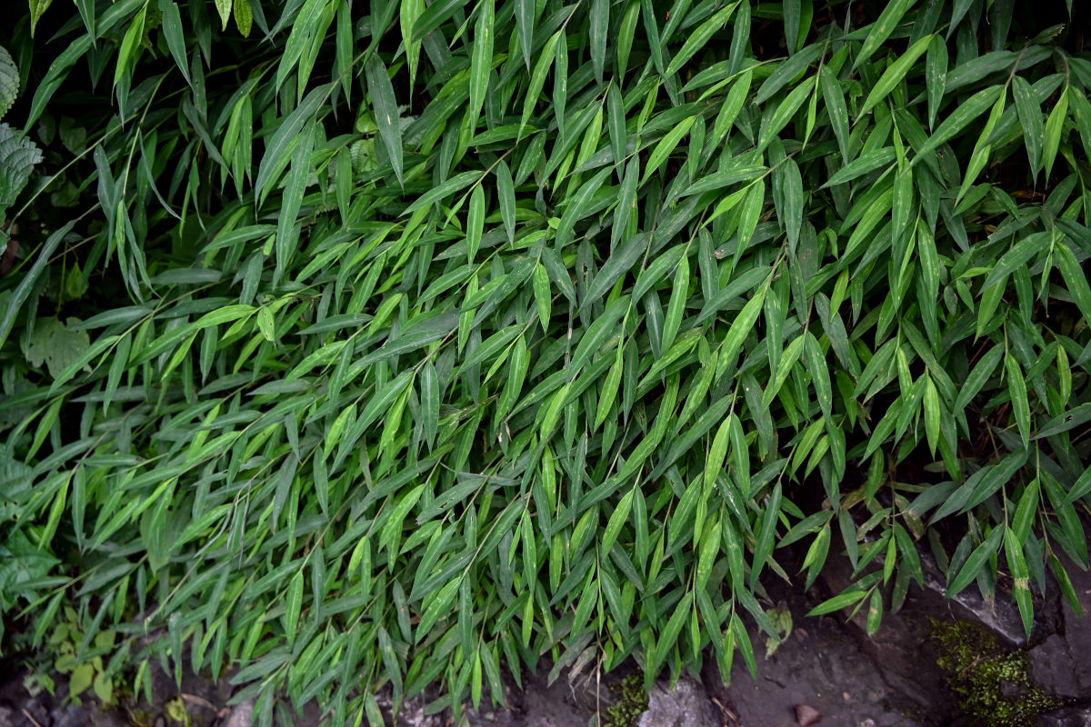 Image of Microstegium vimineum specimen.