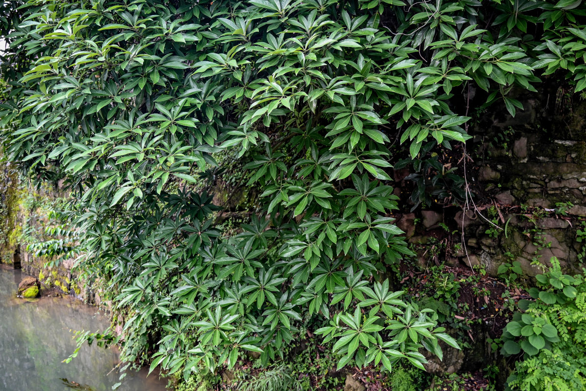 Image of Litsea cubeba specimen.