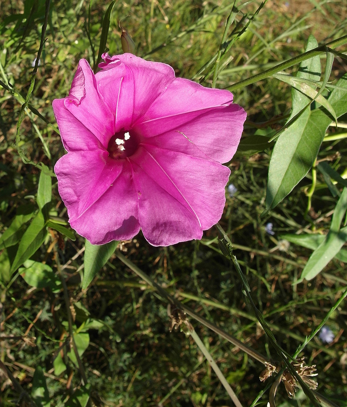 Image of genus Ipomoea specimen.