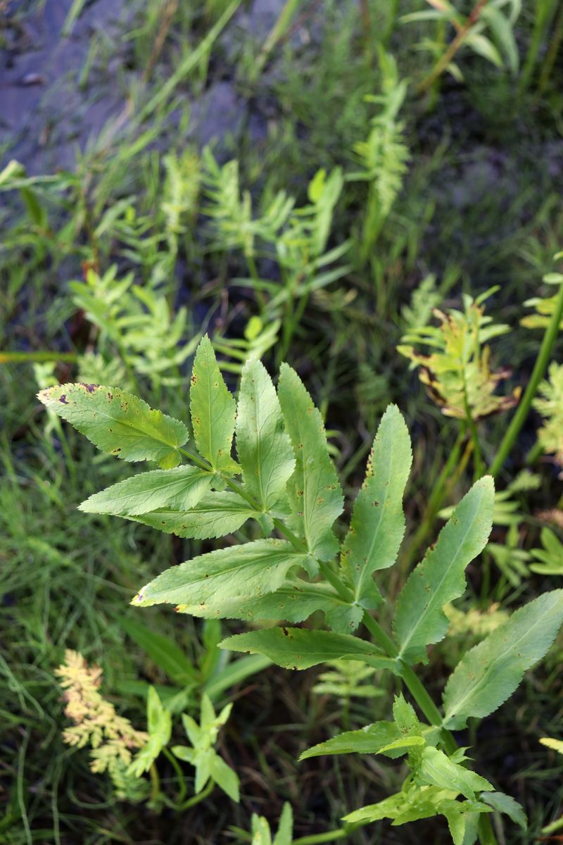 Image of Sium latifolium specimen.