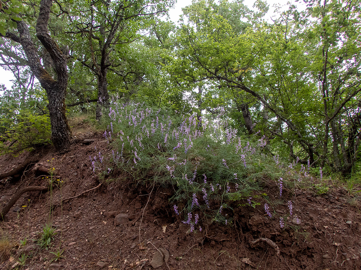 Изображение особи Vicia elegans.