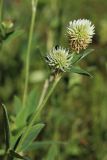 Trifolium montanum