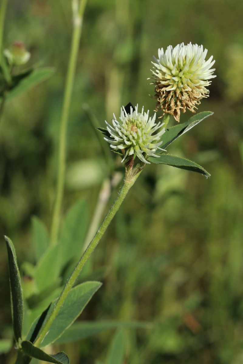 Изображение особи Trifolium montanum.