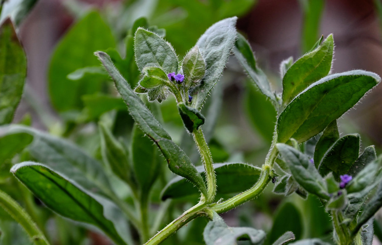 Изображение особи Asperugo procumbens.