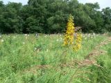 Ligularia fischeri