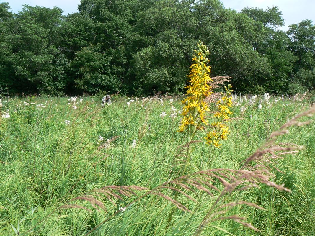 Изображение особи Ligularia fischeri.