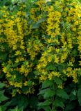 Lysimachia punctata. Верхушки цветущих растений. Ярославская обл., г. Ярославль, в культуре. 02.07.2024.