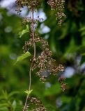 Humulus lupulus