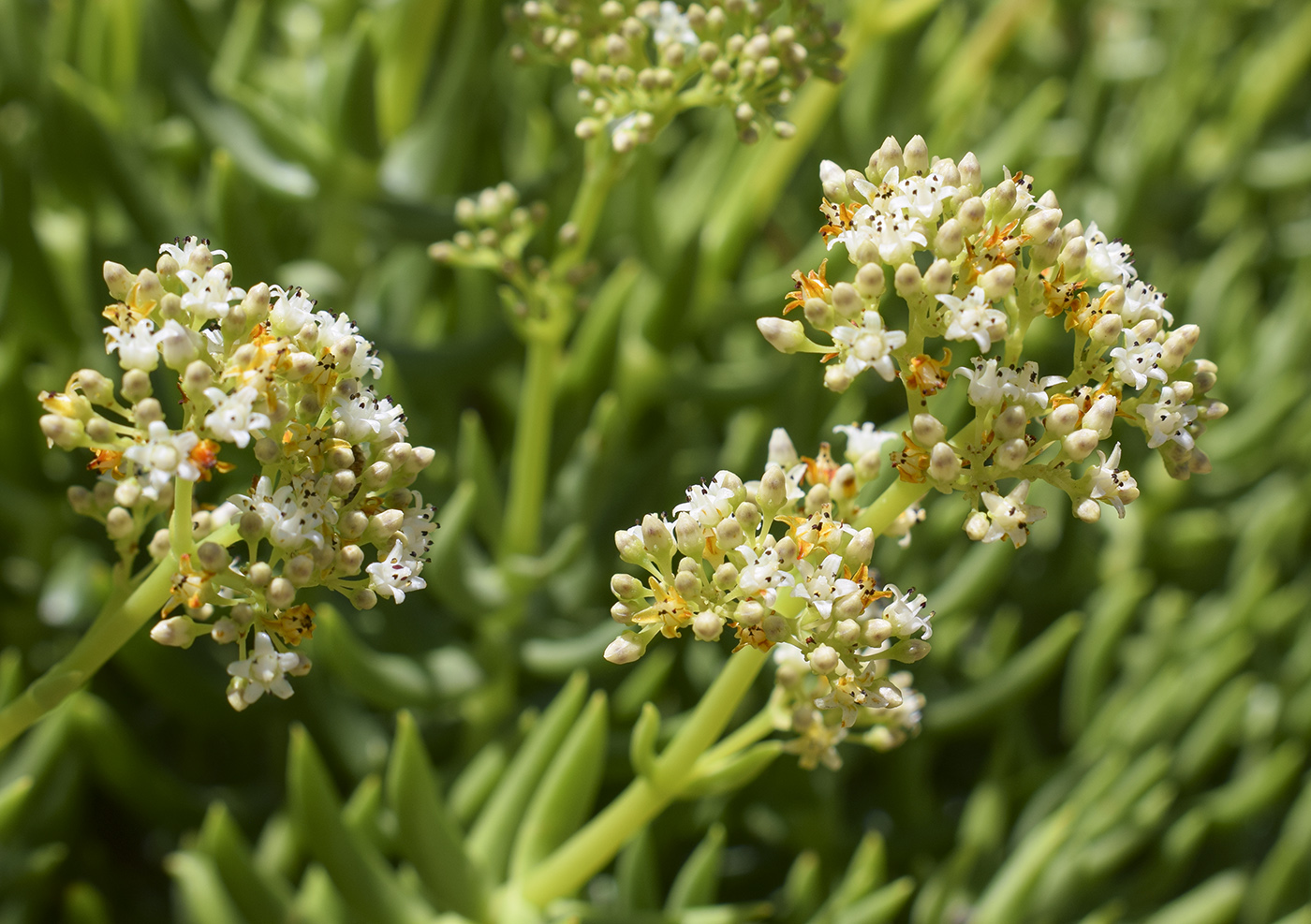 Image of Crassula tetragona specimen.