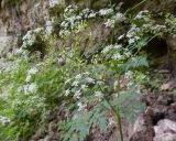 Anthriscus sylvestris variety nemorosa. Верхушка растения с соцветиями. Карачаево-Черкесия, Зеленчукский р-н, гора Джисса, ≈ 1400 м н.у.м., облесённая балка, скала. 15.06.2024.