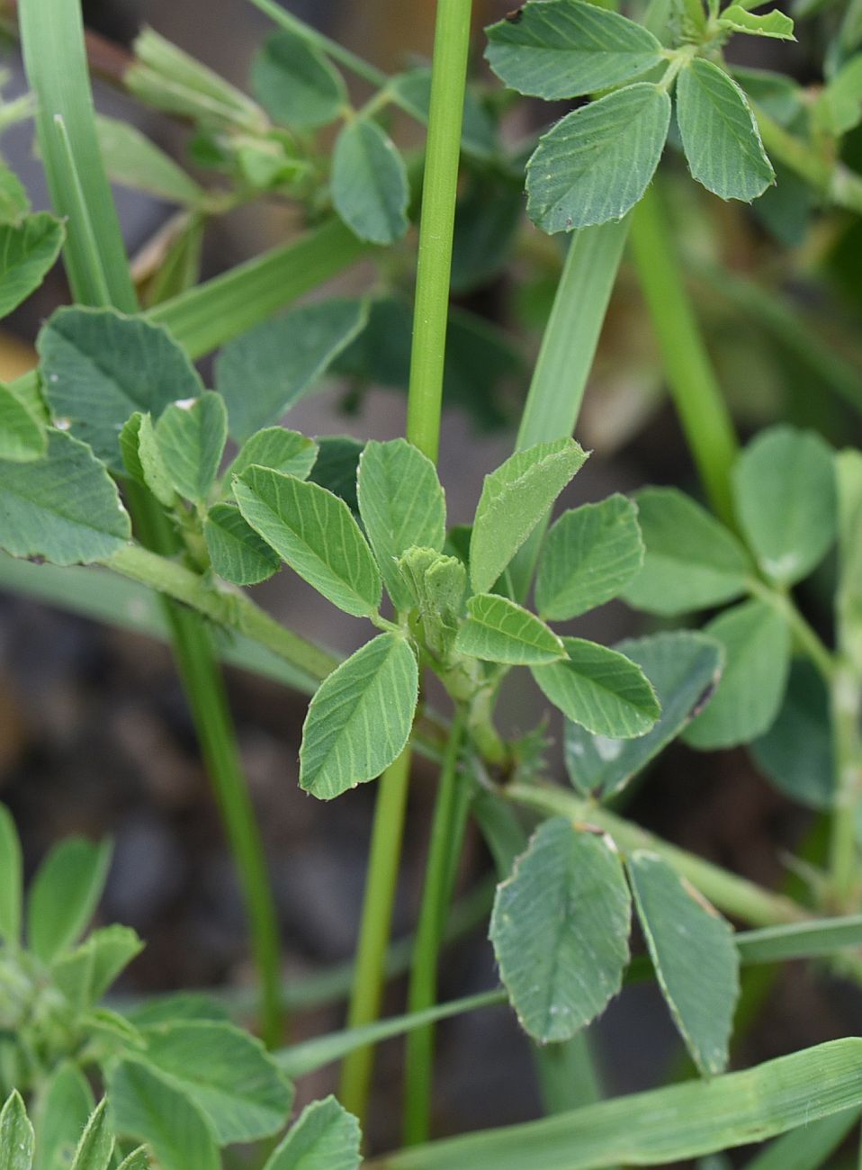 Image of Medicago &times; varia specimen.