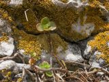 Sedum oppositifolium. Побег. Карачаево-Черкесия, Зеленчукский р-н, гора Джисса, ≈ 1400 м н.у.м., склон балки, на известняковом останце. 15.06.2024.