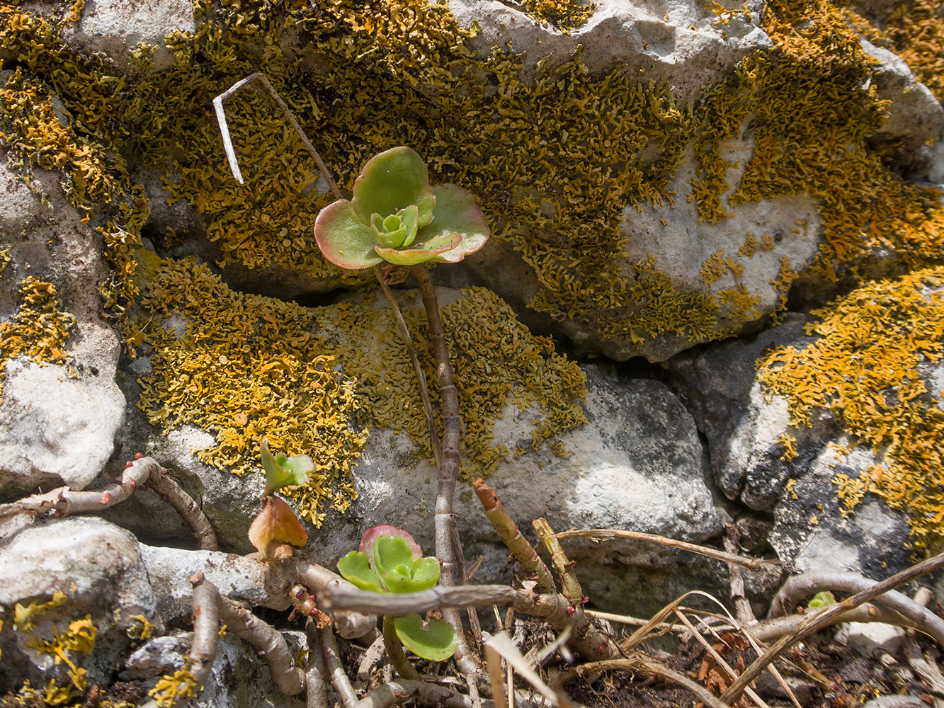 Image of Sedum oppositifolium specimen.