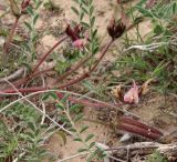 Astragalus peregrinus