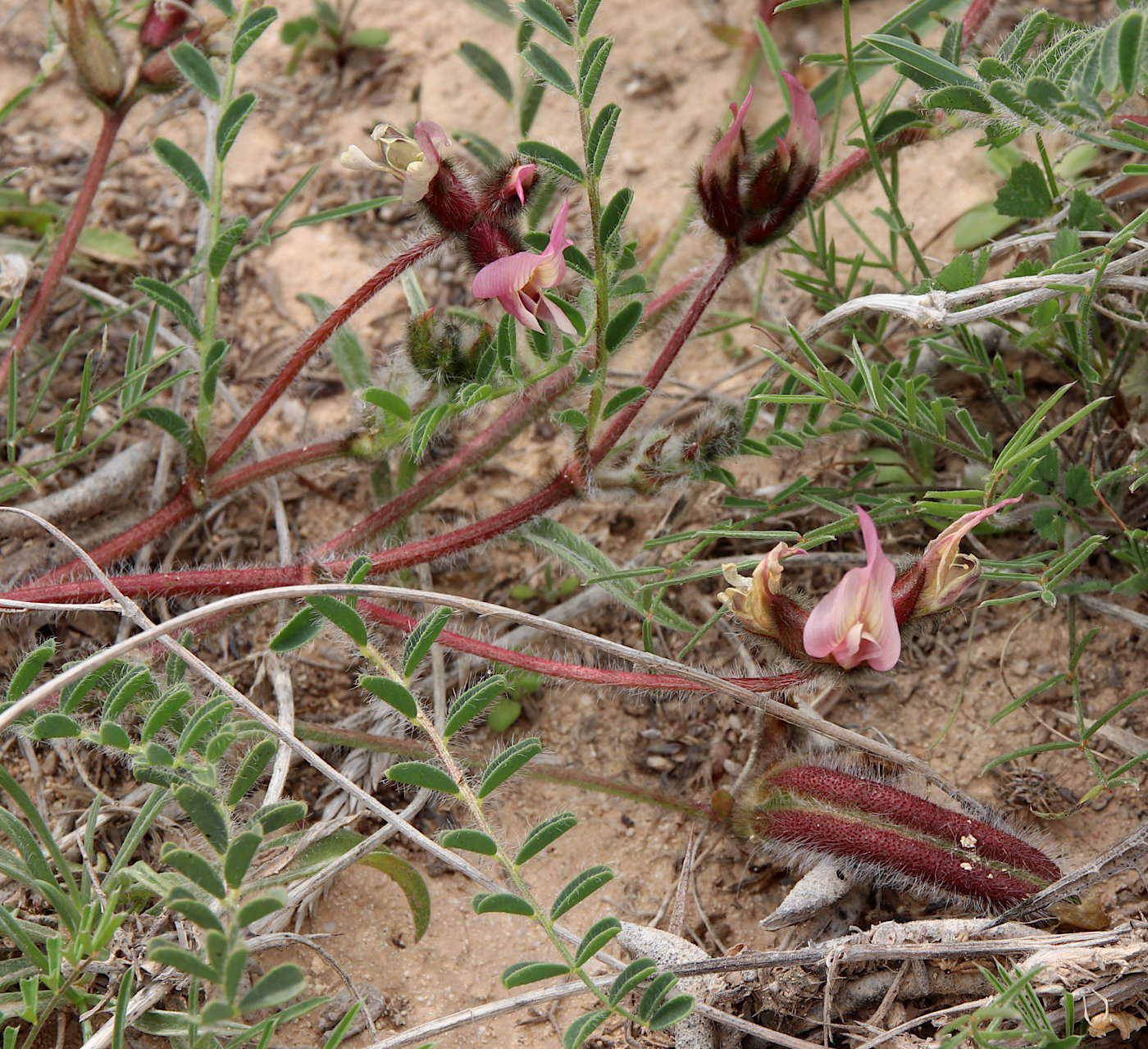 Image of Astragalus peregrinus specimen.