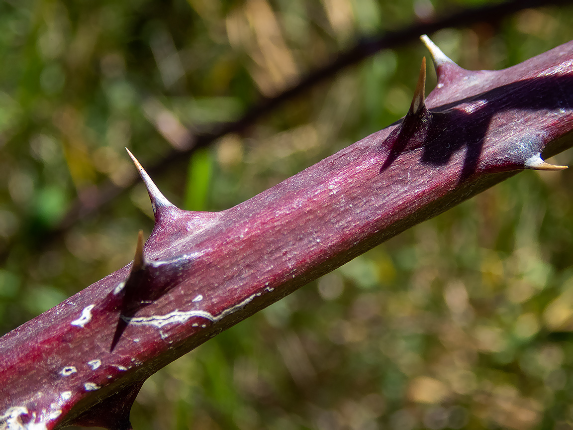 Image of Rubus tauricus specimen.