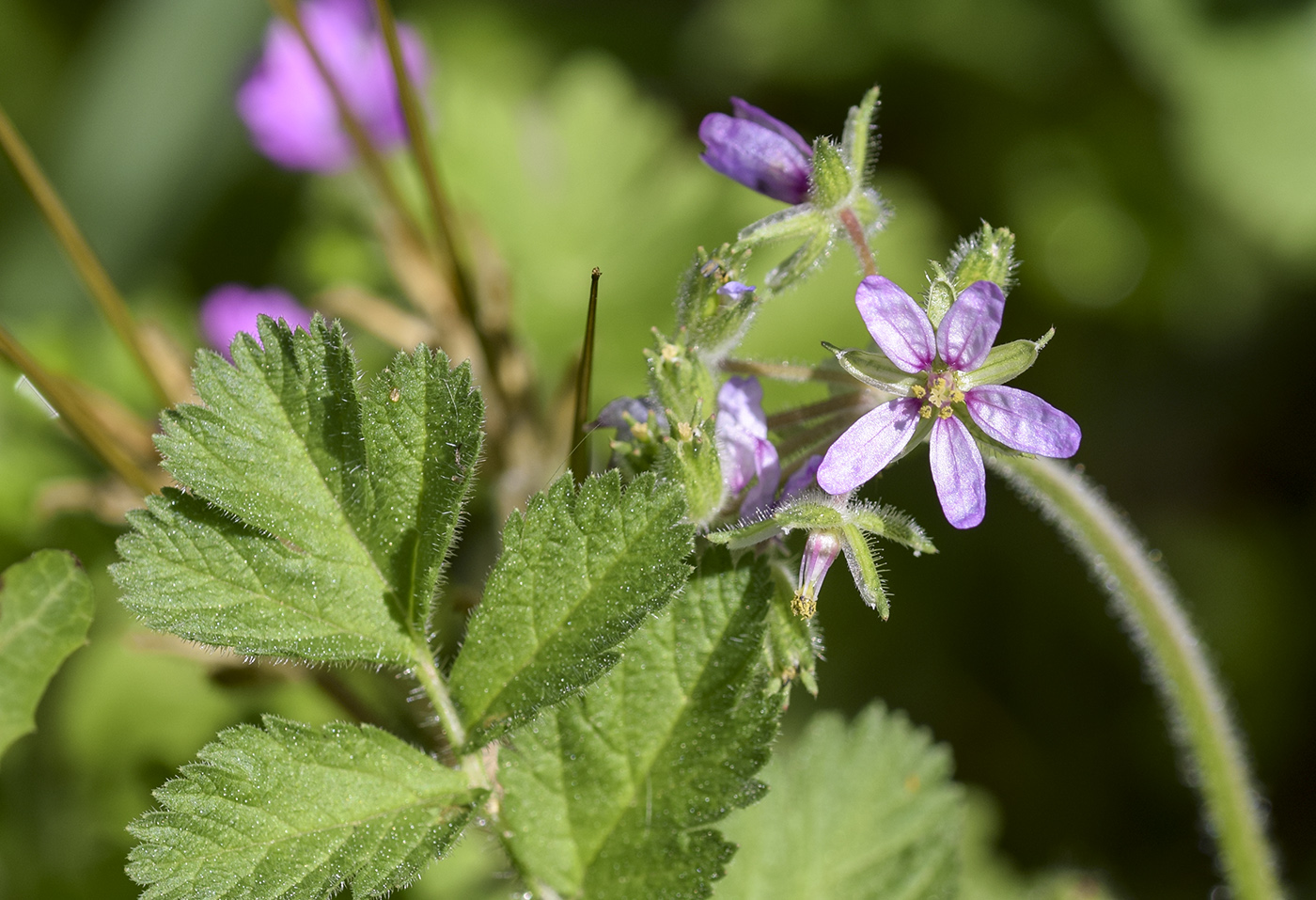 Изображение особи Erodium moschatum.